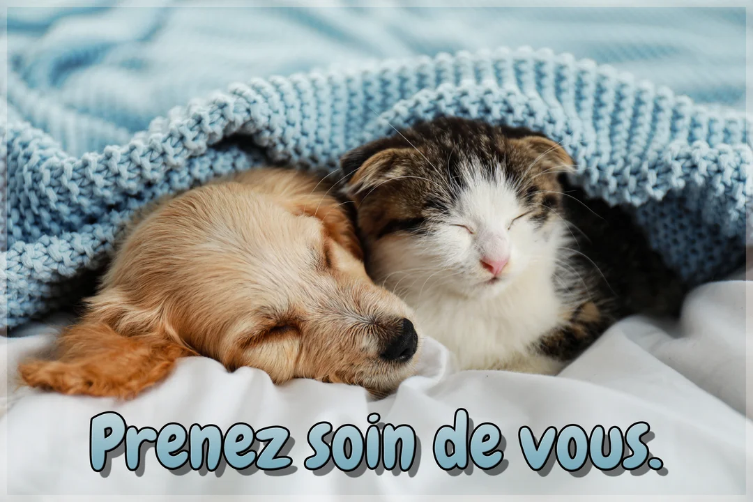 Un jeune chiot blond et un chaton tigré et blanc dorment paisiblement, blottis l'un contre l'autre sous une épaisse couverture en tricot bleu.