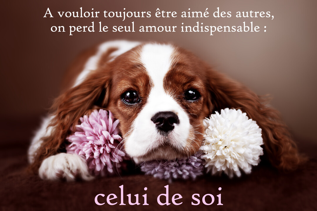 Un chiot Cavalier King Charles roux et blanc est couché, la tête posée entre des fleurs de chrysanthèmes roses et blanches.