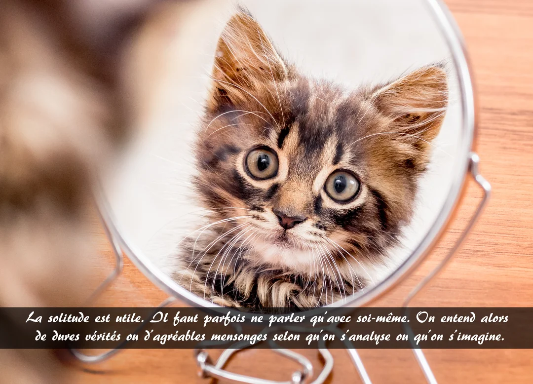 Un adorable chaton tigré aux grands yeux est assis devant un petit miroir sur pied, observant attentivement son reflet sur un fond en bois.