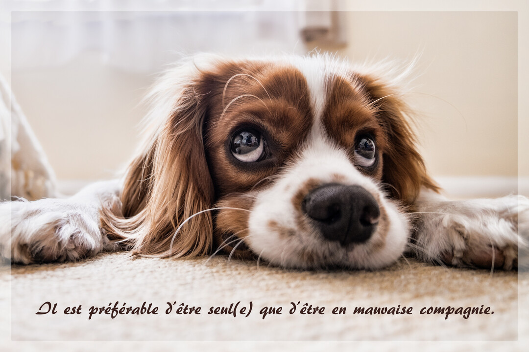 En gros plan, un chien Cavalier King Charles est allongé sur une moquette, sa tête posée entre ses pattes, regardant vers le haut.