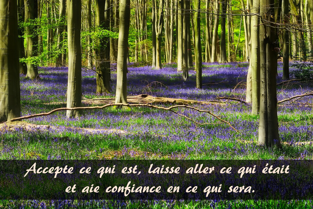 Paysage d'une forêt ensoleillée dont le sol est entièrement recouvert de fleurs bleues, avec un texte de citation superposé en bas.