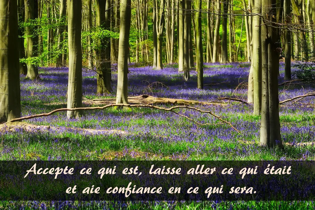 Paysage d'une forêt ensoleillée dont le sol est entièrement recouvert de fleurs bleues, avec un texte de citation superposé en bas.