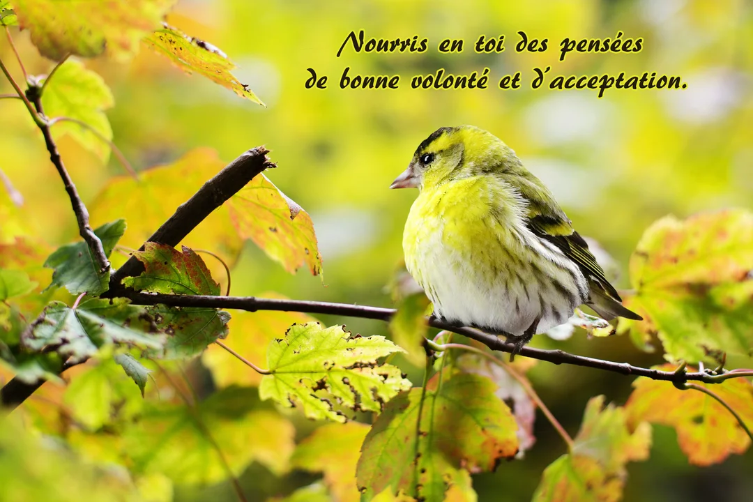 Un petit oiseau jaune et vert, un tarin des aulnes, est perché sur une branche parmi des feuilles d'automne, avec un fond flou.