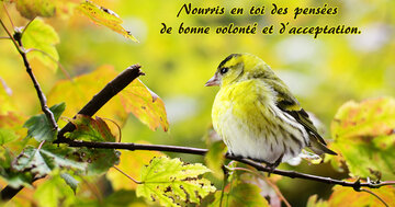 Aperçu de la carte : Nourris en toi des pensées 
de bonne volonté et d'acceptation.