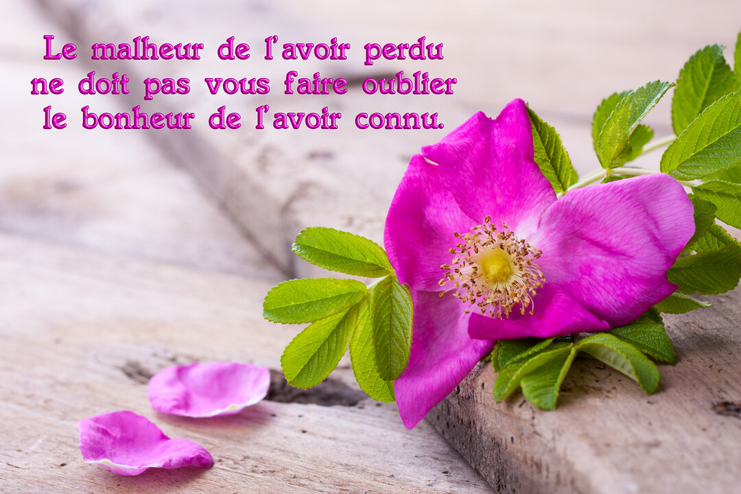 Une fleur de rosier sauvage d'un rose vif, accompagnée de ses feuilles, est délicatement posée sur une planche de bois vieilli.