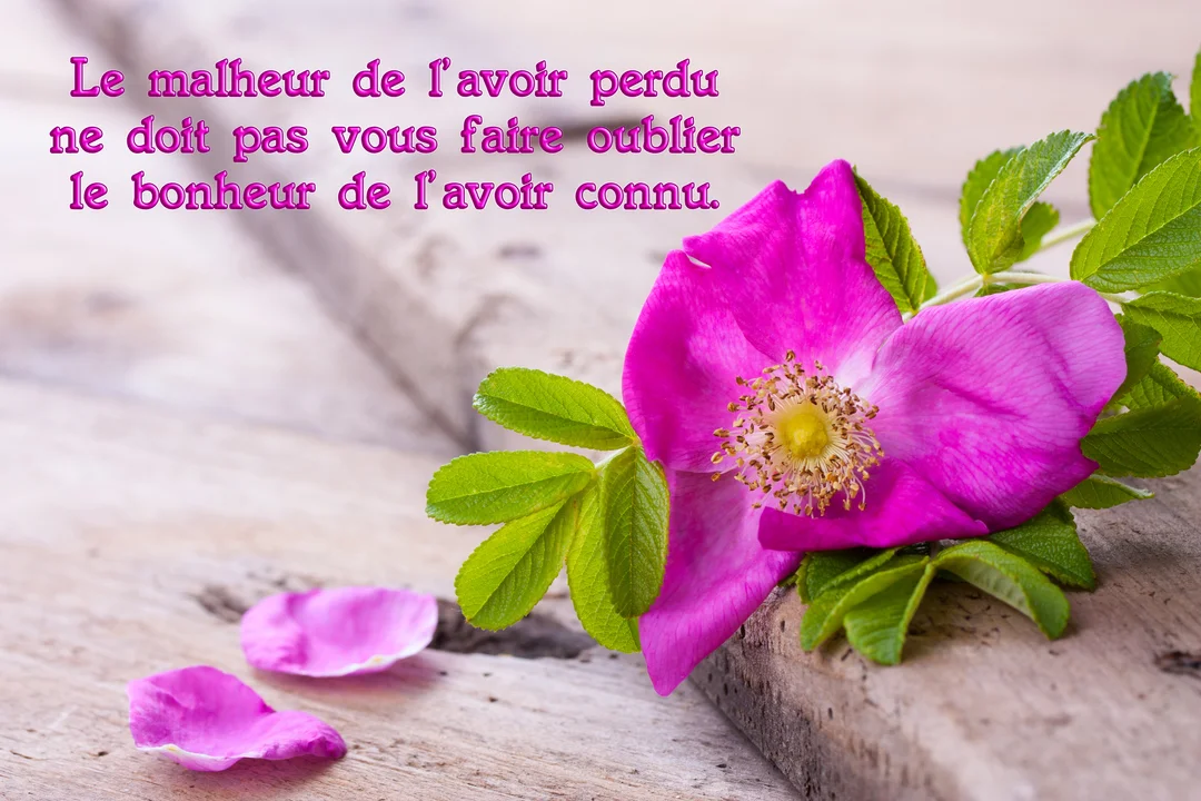 Une fleur de rosier sauvage d'un rose vif, accompagnée de ses feuilles, est délicatement posée sur une planche de bois vieilli.