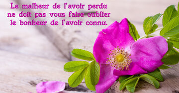 Aperçu de la carte : « Le malheur de l'avoir perdu ne doit pas faire oublier le bonheur de l'avoir connu... »