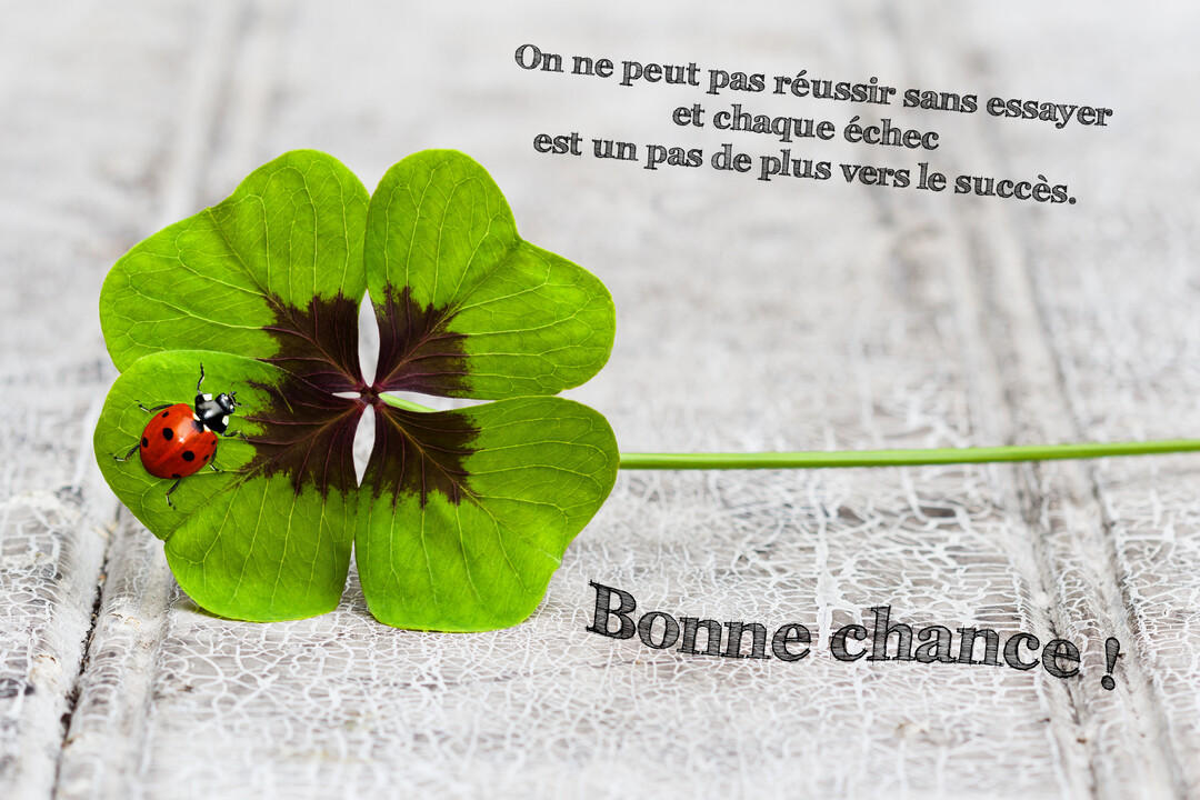 Un trèfle à quatre feuilles vert vif, avec une coccinelle rouge posée dessus, repose sur un fond de bois blanc texturé et craquelé.