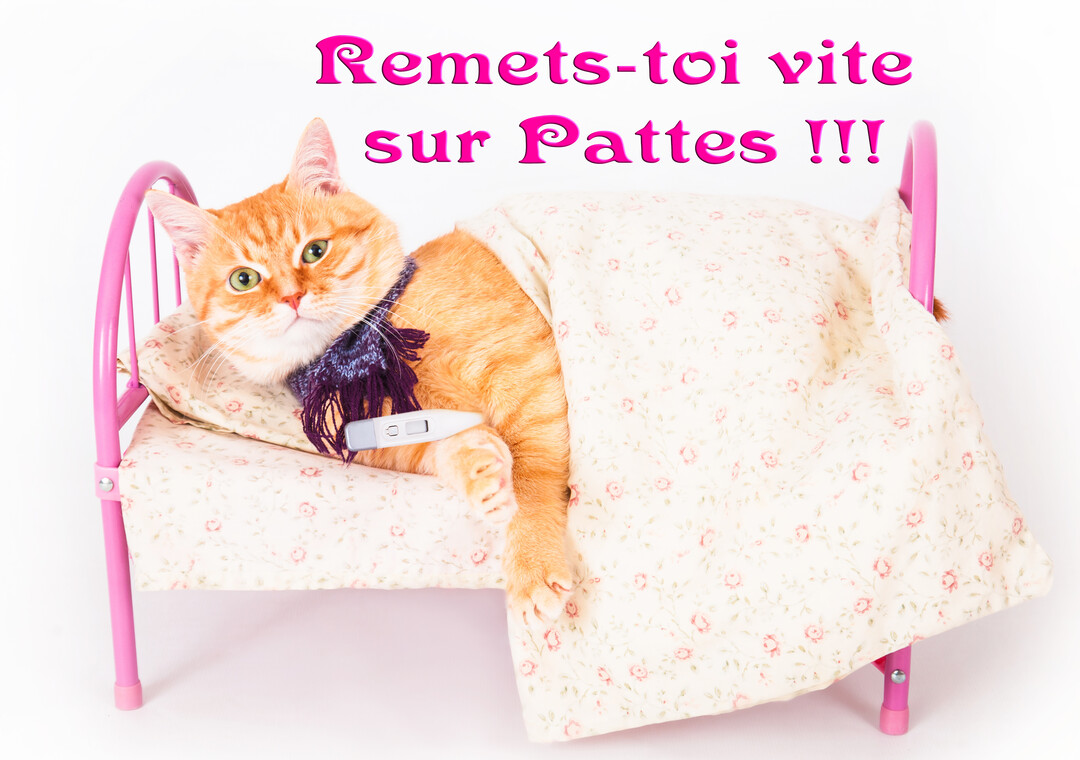 Un chat roux portant une écharpe violette est allongé dans un lit de poupée rose, tenant un thermomètre sous sa patte sur un fond blanc.