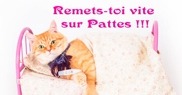 Aperçu de la carte : Remets-toi vite 
sur Pattes !!!