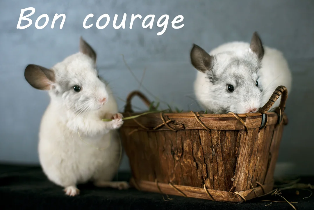 Deux petits chinchillas blancs et gris sont près d'un panier en bois sur fond uni, avec l'inscription 'Bon courage' écrite en blanc.