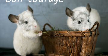 Aperçu de la carte : Bon courage