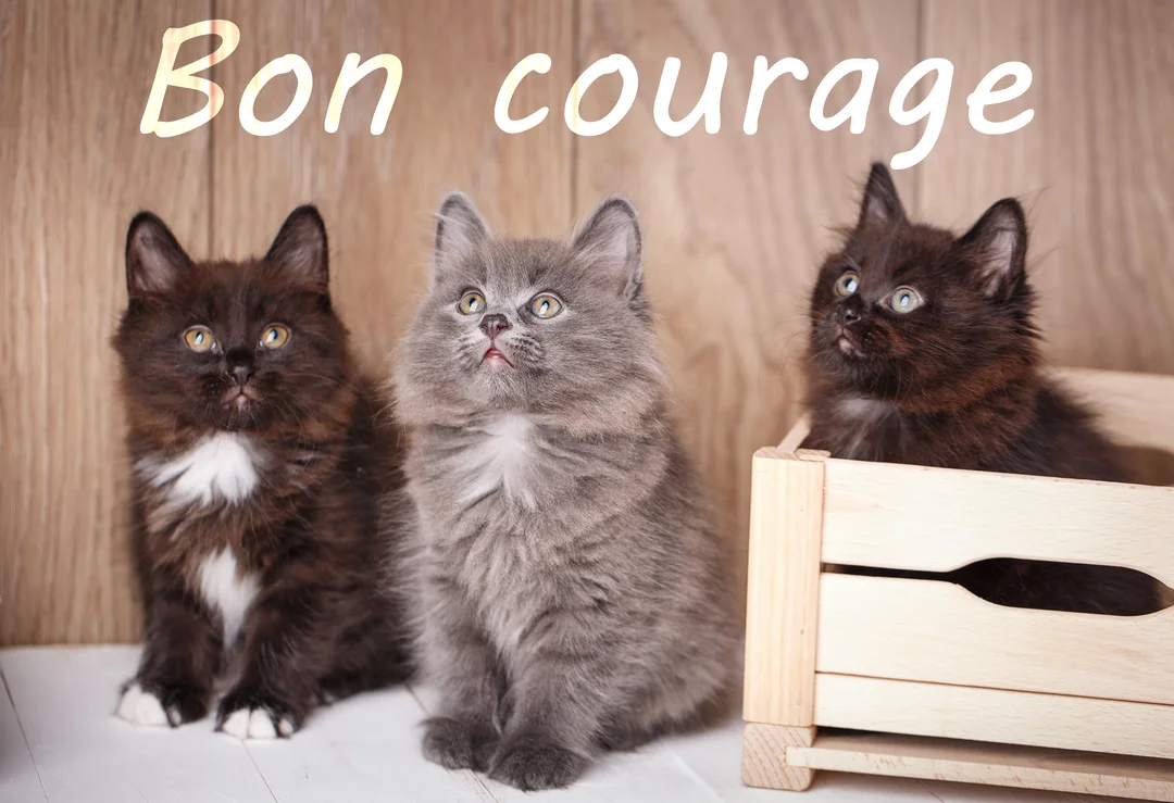Trois adorables chatons poilus, un gris et deux noirs, sont assis devant un fond en bois avec le texte "Bon courage" superposé.