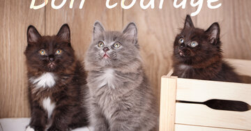 Aperçu de la carte : Bon courage