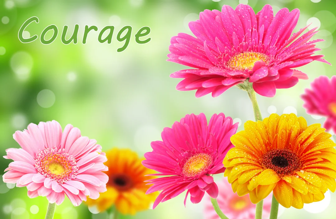 Plusieurs fleurs de gerbera rose, fuchsia et jaune, parsemées de gouttelettes d'eau, se détachent sur un fond vert clair avec un effet bokeh.