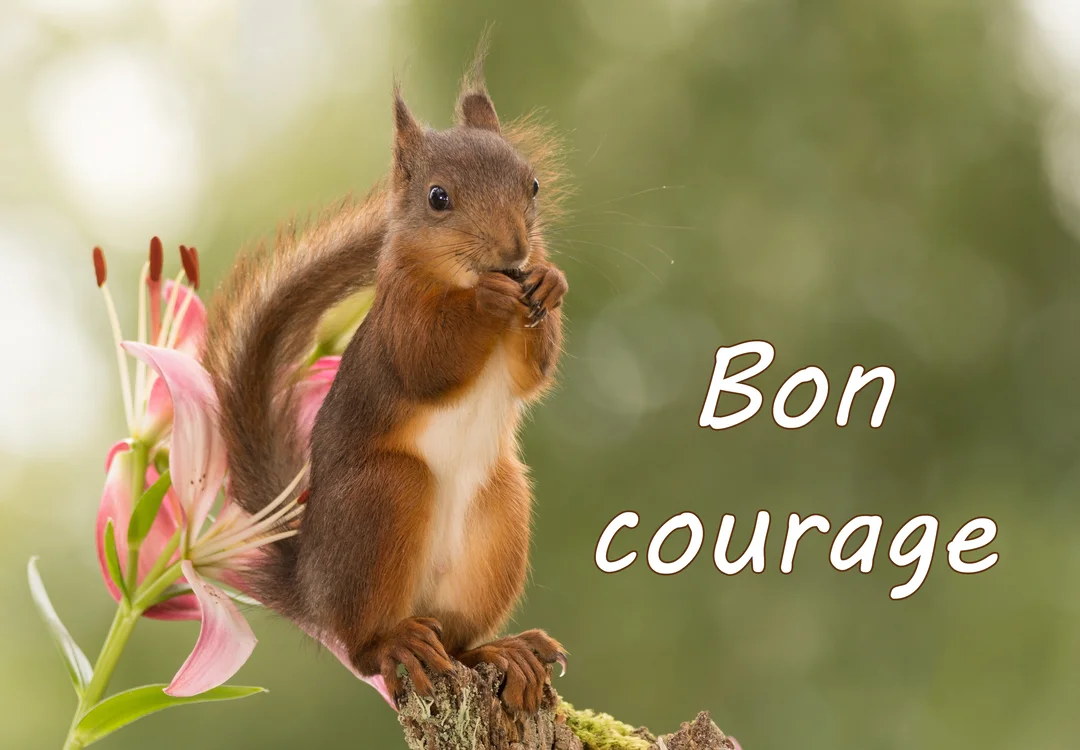 Un écureuil roux au regard vif se tient sur ses pattes arrière, grignotant quelque chose, à côté d'une fleur de lys rose épanouie.