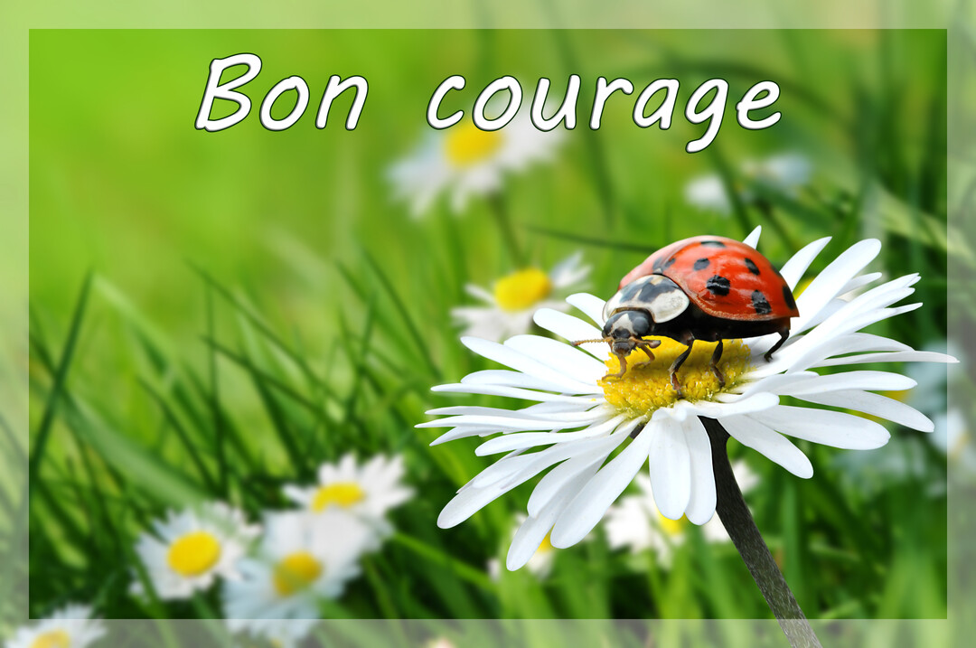 Gros plan d'une coccinelle sur une fleur de pâquerette, avec l'inscription 'Bon courage' sur un fond de prairie verte et fleurie.