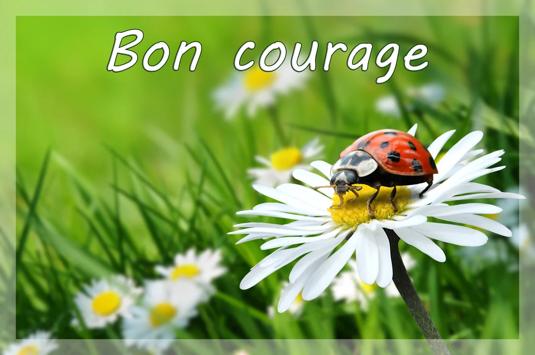 Gros plan d'une coccinelle sur une fleur de pâquerette, avec l'inscription 'Bon courage' sur un fond de prairie verte et fleurie.