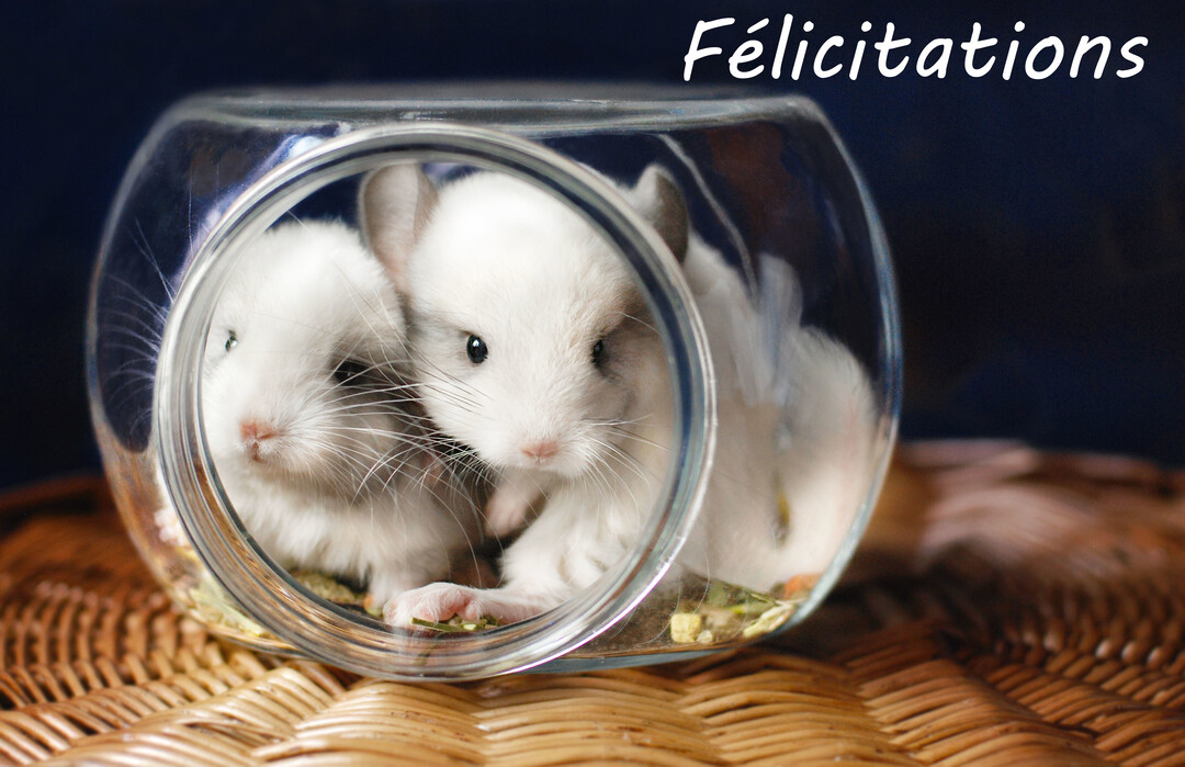 Trois petits chinchillas blancs sont blottis ensemble à l'intérieur d'un bocal en verre posé sur une surface en osier tressé.