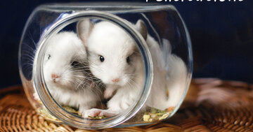 Aperçu de la carte : Félicitations