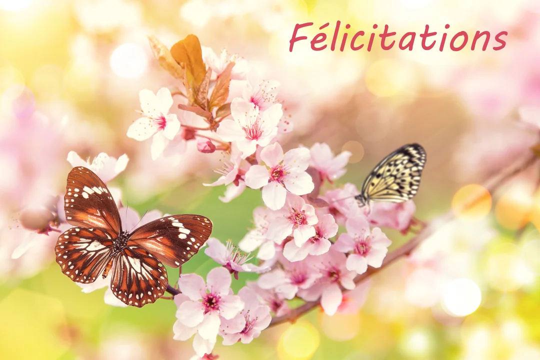 Deux papillons, un marron et un à motifs noirs et blancs, se posent sur une branche de cerisier en fleurs rose pâle.