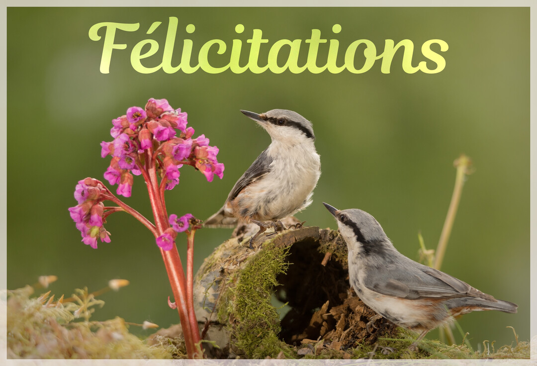 Une scène naturelle montrant deux petits oiseaux gris et blancs près d'une tige de fleurs roses, avec le mot 'Félicitations' écrit au-dessus.