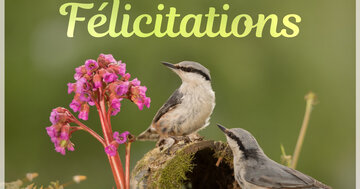 Aperçu de la carte : Félicitations