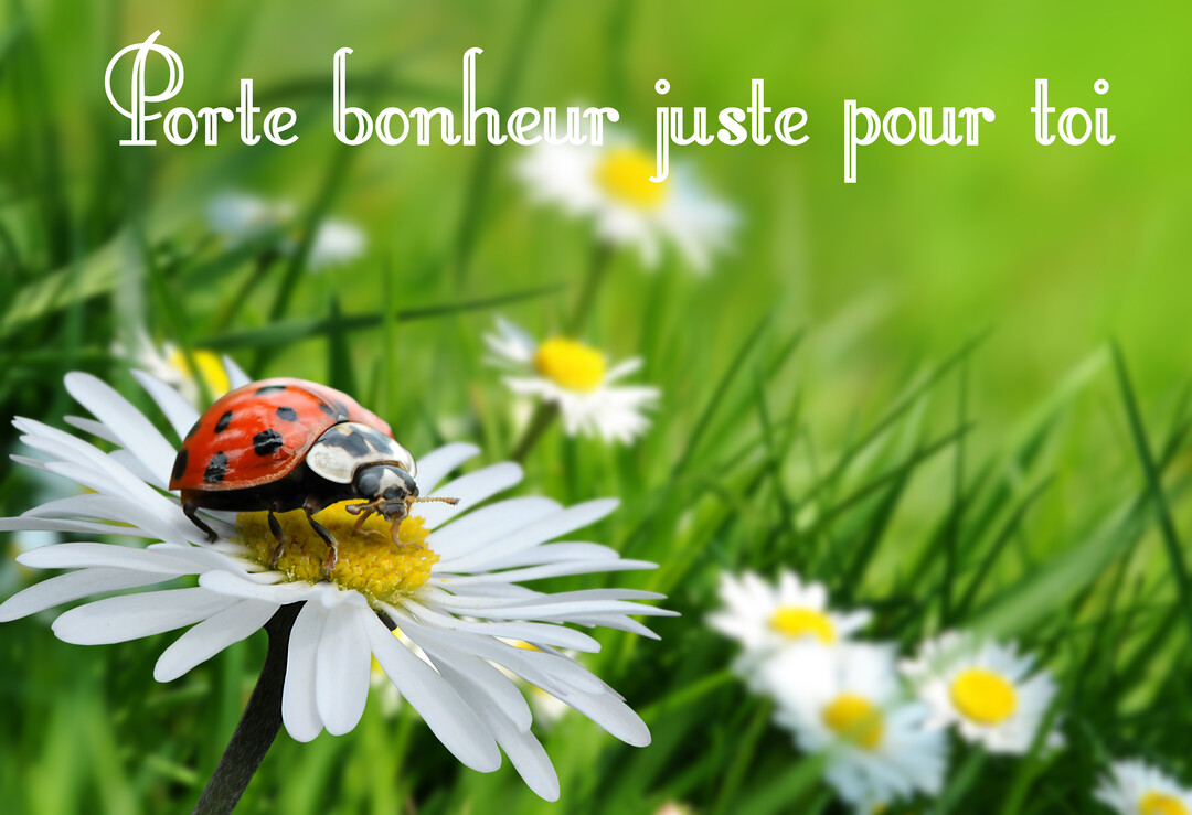 Gros plan photographique d'une coccinelle rouge à points noirs sur une marguerite, avec un champ d'herbe et de fleurs flou en arrière-plan.