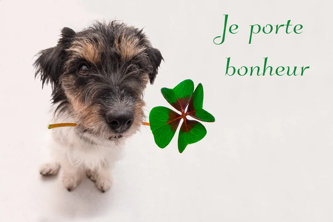 Un petit chien de type terrier est assis sur un fond blanc, regardant la caméra tout en tenant un trèfle à quatre feuilles.