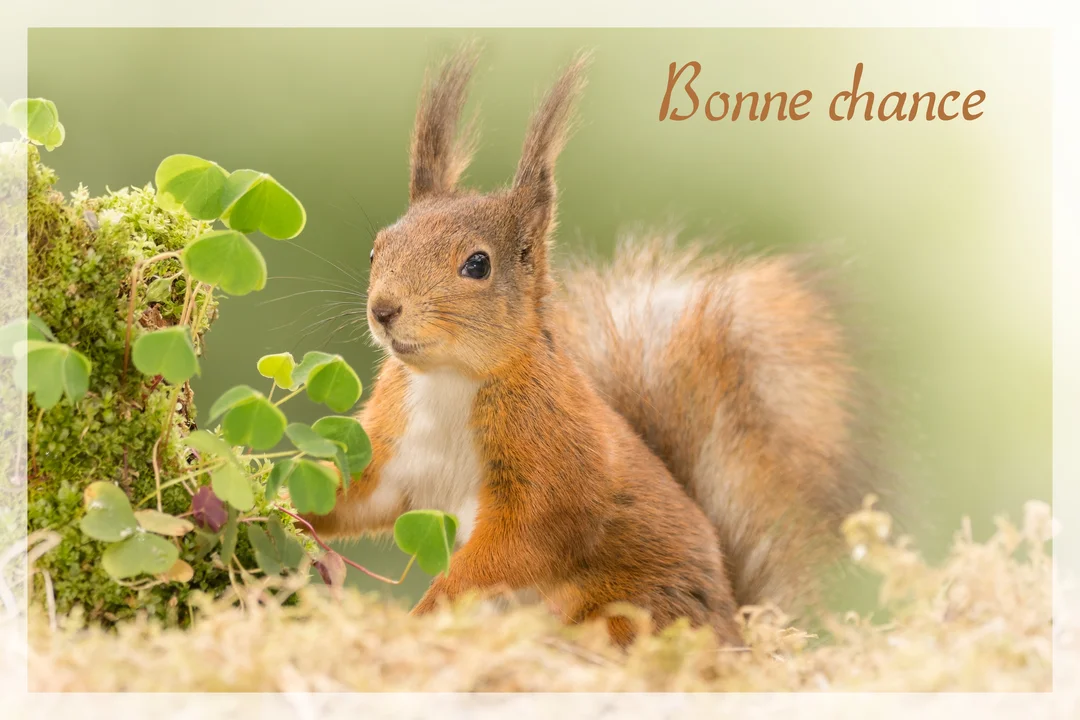 Un jeune écureuil roux au pelage touffu est assis dans un sous-bois, regardant attentivement à côté de quelques feuilles de trèfle.