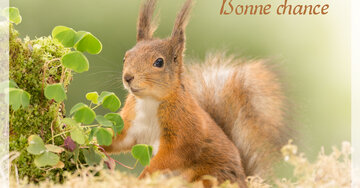 Aperçu de la carte : Bonne chance