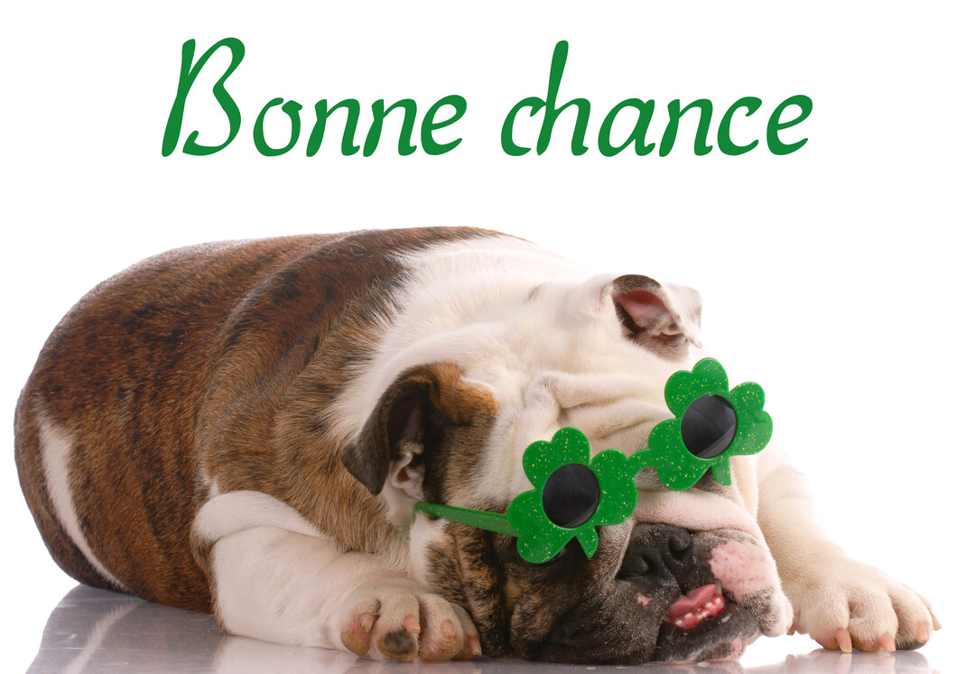 Un bulldog anglais marron et blanc est couché, portant des lunettes fantaisie vertes en forme de trèfle, avec le texte 'Bonne chance' au-dessus.