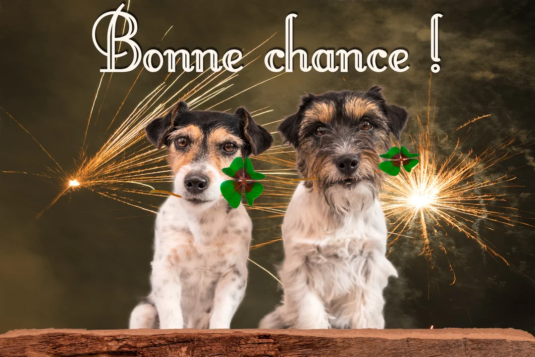 Deux chiens Jack Russell sont assis côte à côte devant un fond sombre illuminé de feux d'artifice, chacun tenant un trèfle vert.