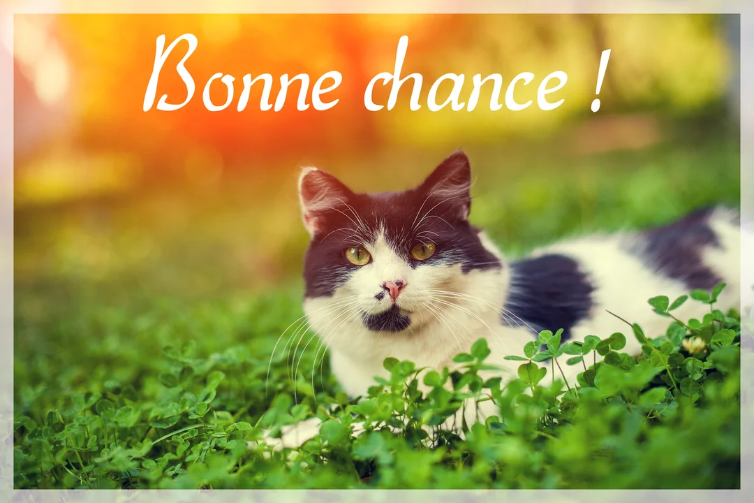 Un chat noir et blanc aux yeux verts est allongé dans l'herbe parsemée de trèfles, avec une lueur chaude orangée en arrière-plan.