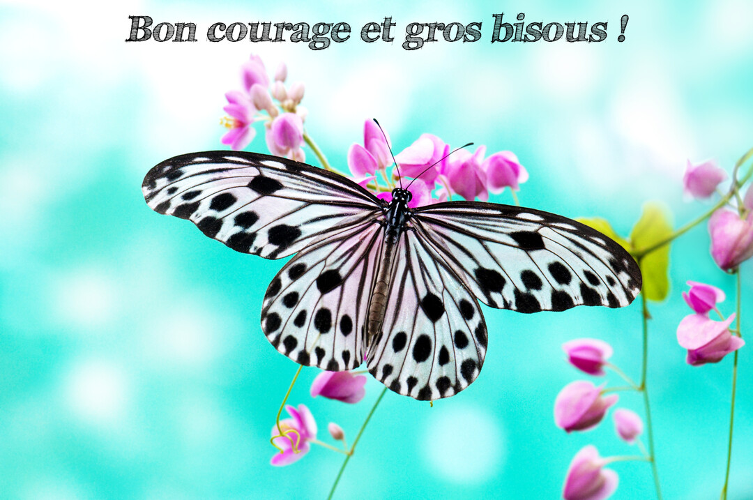 Un papillon aux ailes blanches tachetées de noir est posé sur une tige de petites fleurs roses, sur un fond bleu-vert flouté.