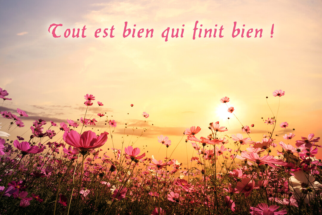 Un paysage de champ de fleurs cosmos roses et blanches sous un ciel doré au crépuscule, avec une inscription calligraphiée en rose.