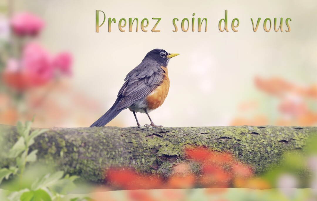 Un merle d'Amérique se tient de profil sur une branche d'arbre, sur un fond flou de fleurs colorées et de végétation.