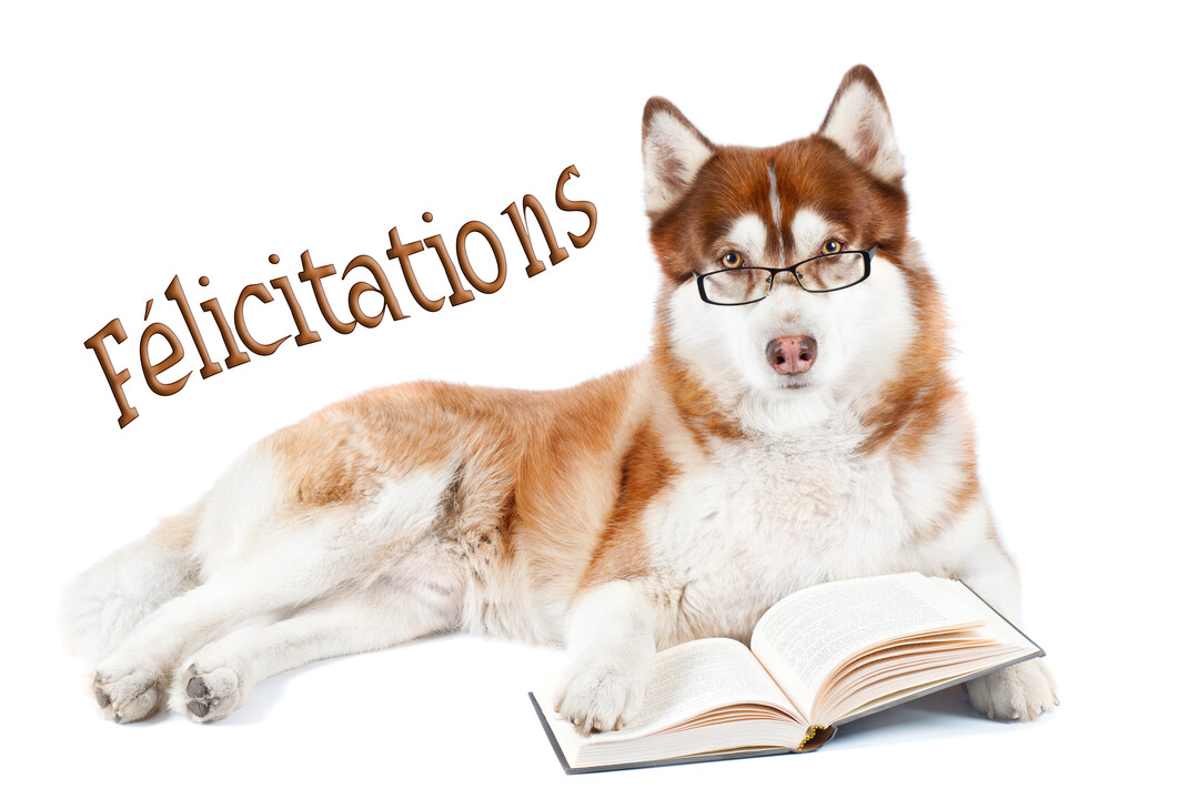 Un chien husky roux et blanc avec des lunettes est couché sur un fond blanc, un livre ouvert posé devant ses pattes.