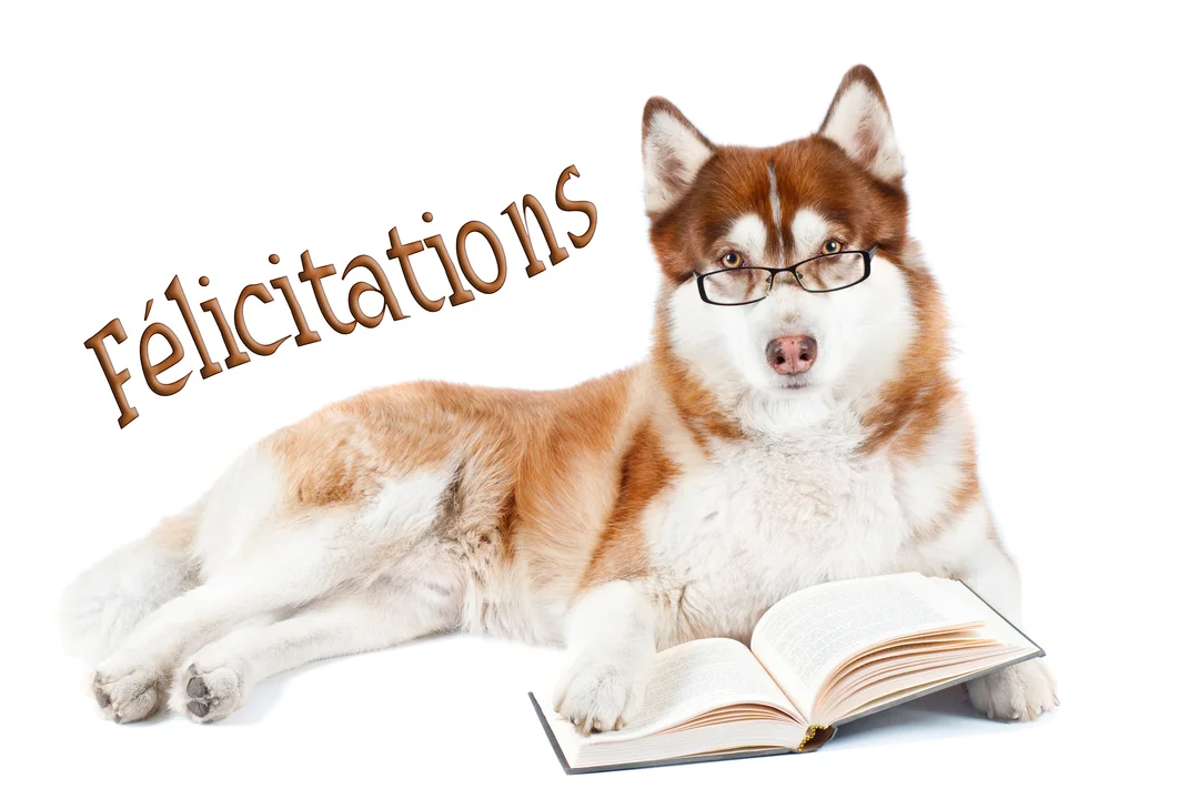 Un chien husky roux et blanc avec des lunettes est couché sur un fond blanc, un livre ouvert posé devant ses pattes.