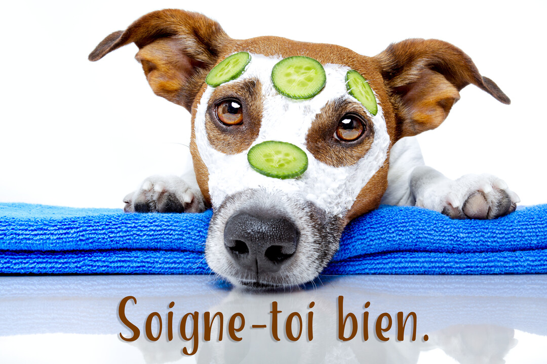 Un chien Jack Russell, la truffe en avant, porte un masque de soin blanc et des rondelles de concombre sur le visage.