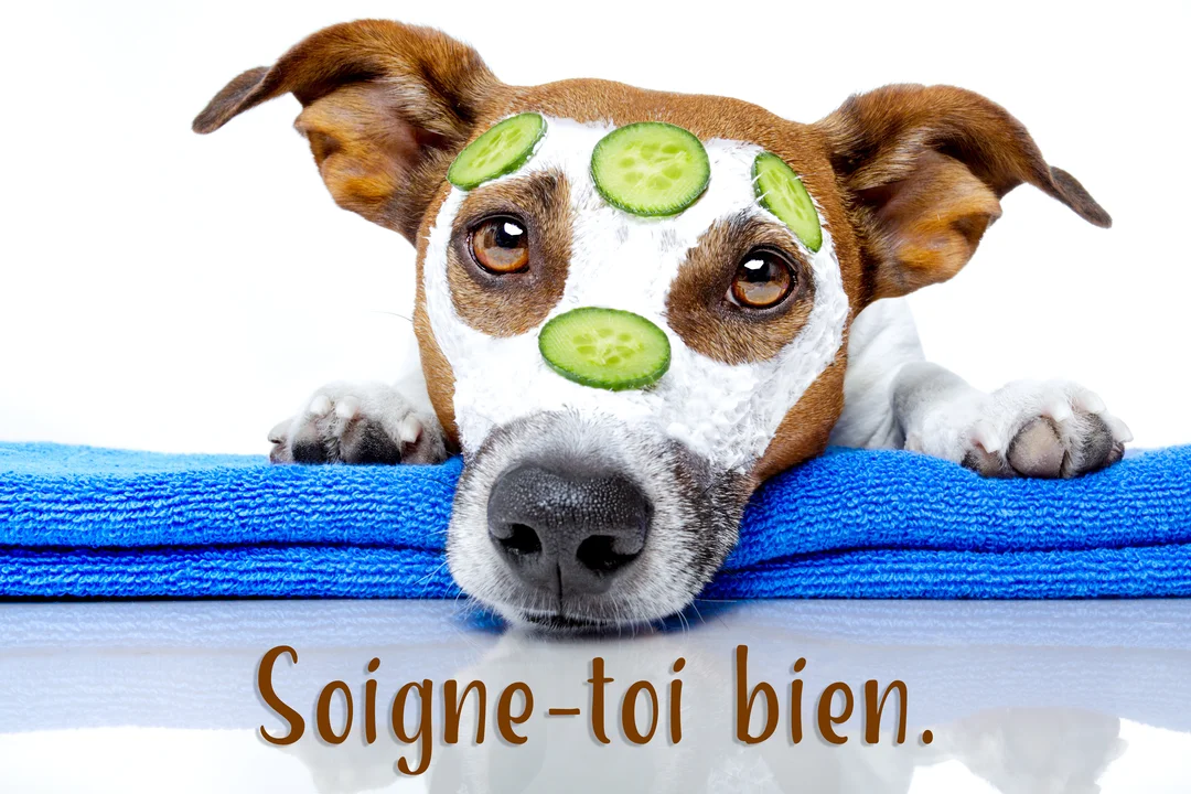 Un chien Jack Russell, la truffe en avant, porte un masque de soin blanc et des rondelles de concombre sur le visage.