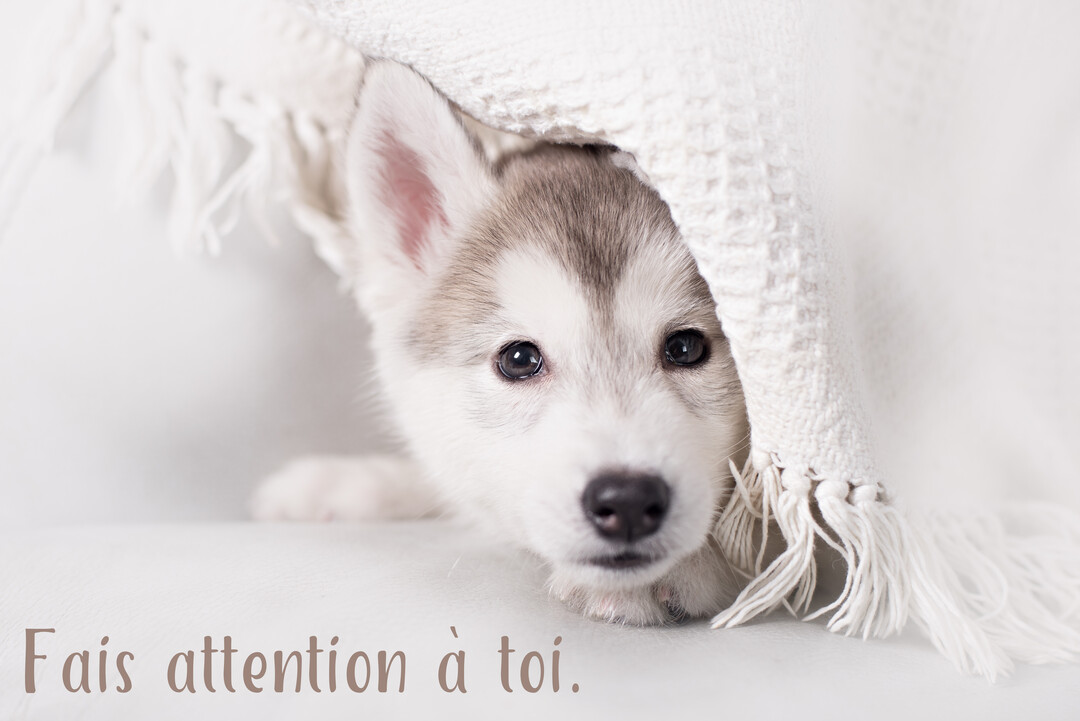Un jeune chiot husky au pelage blanc et gris regarde tendrement la caméra, sa tête émergeant de sous une couverture texturée et blanche.
