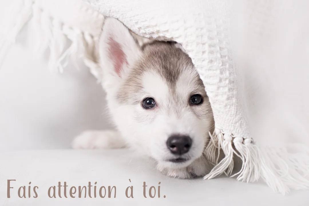 Un jeune chiot husky au pelage blanc et gris regarde tendrement la caméra, sa tête émergeant de sous une couverture texturée et blanche.