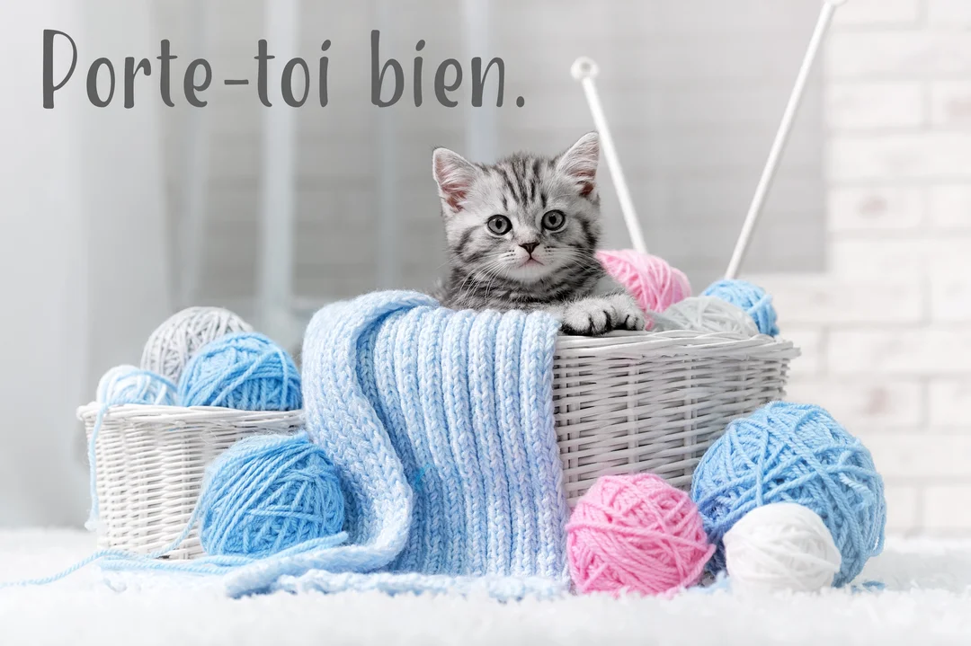Un petit chaton gris et noir regarde la caméra, assis dans un panier blanc rempli de pelotes de laine bleues, roses et blanches.