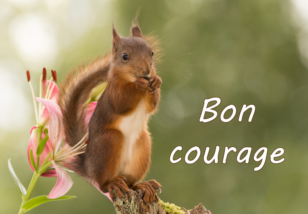 Un écureuil roux se tient sur une branche à côté d'une fleur de lys rose, mangeant une graine sur un fond vert flouté.