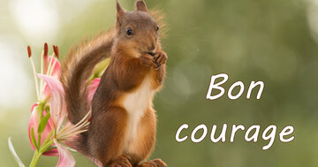 Aperçu de la carte : Rien n'arrive pour rien, 
n'abandonne surtout pas !