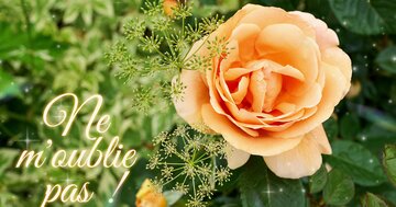 Aperçu de la carte : Ne m'oublie pas !