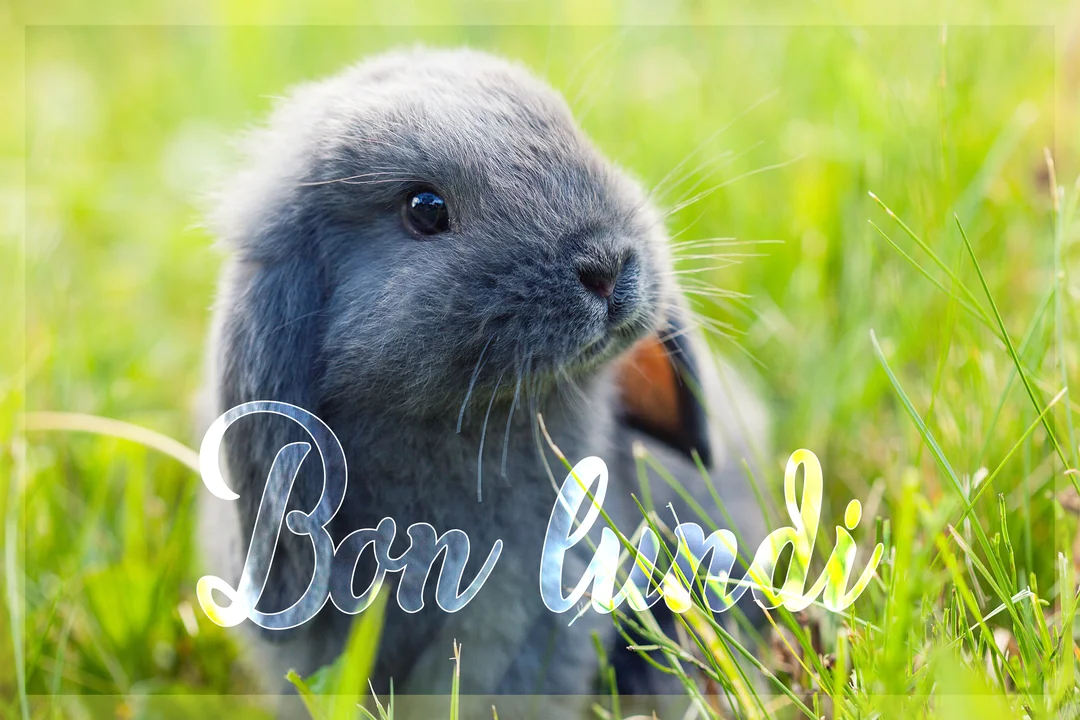 Un jeune lapin bélier gris au pelage duveteux est assis de profil dans une prairie d'herbe verte sous un soleil éclatant.