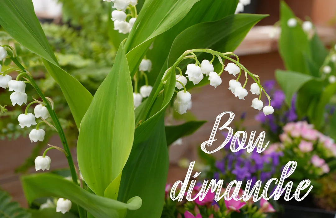 Gros plan sur des clochettes de muguet blanc et des feuilles vertes, avec le texte 'Bon dimanche' superposé sur un fond floral flou.