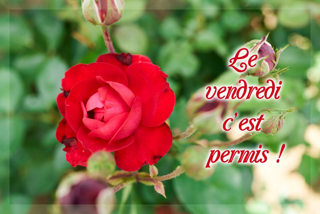Gros plan sur une rose rouge vif dans un jardin, entourée de bourgeons et de feuillage vert, avec un texte calligraphié.